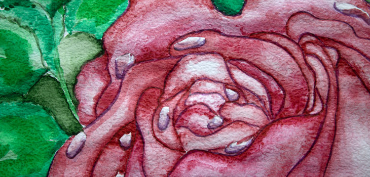 Dewdrop rose