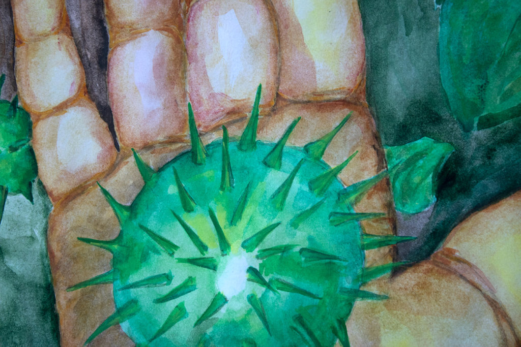 Chestnut. Multiplication of thorns