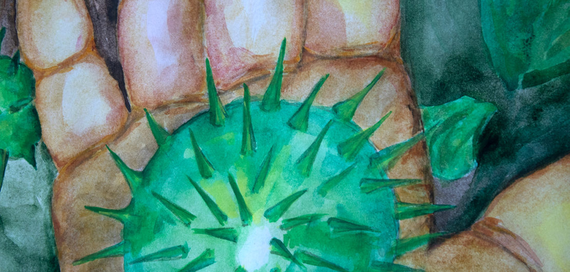 Chestnut. Multiplication of thorns