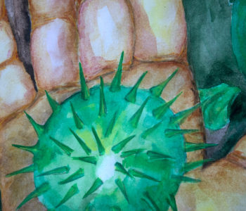 Chestnut. Multiplication of thorns