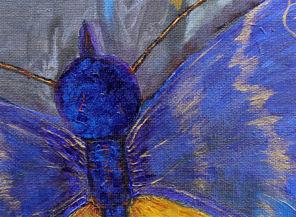 Butterfly on a pavement