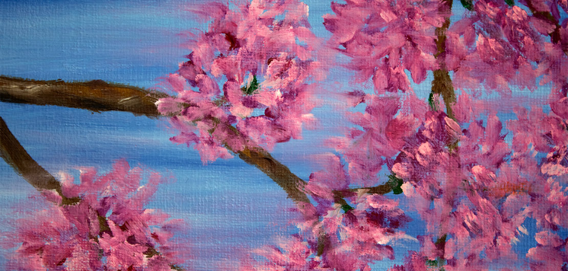 Sakura. The cherry blossom